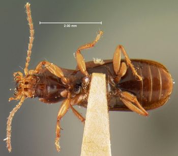 Media type: image;   Entomology 5935 Aspect: habitus ventral view